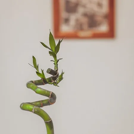 Modern Terrace 아파트